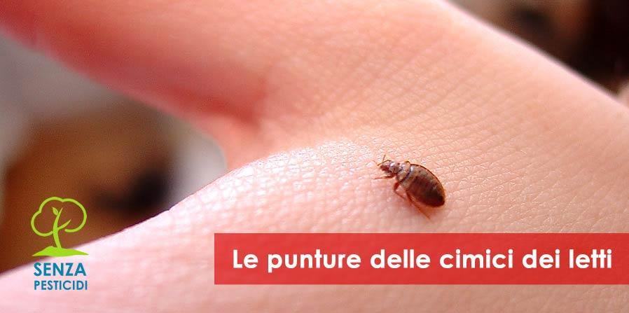 Punture Da Cimici Da Letto Foto