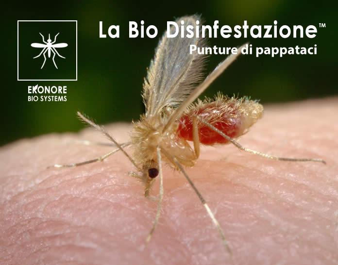 Le punture dei pappataci