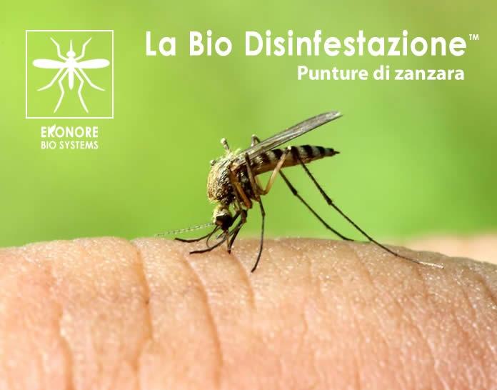 Le punture di zanzara
