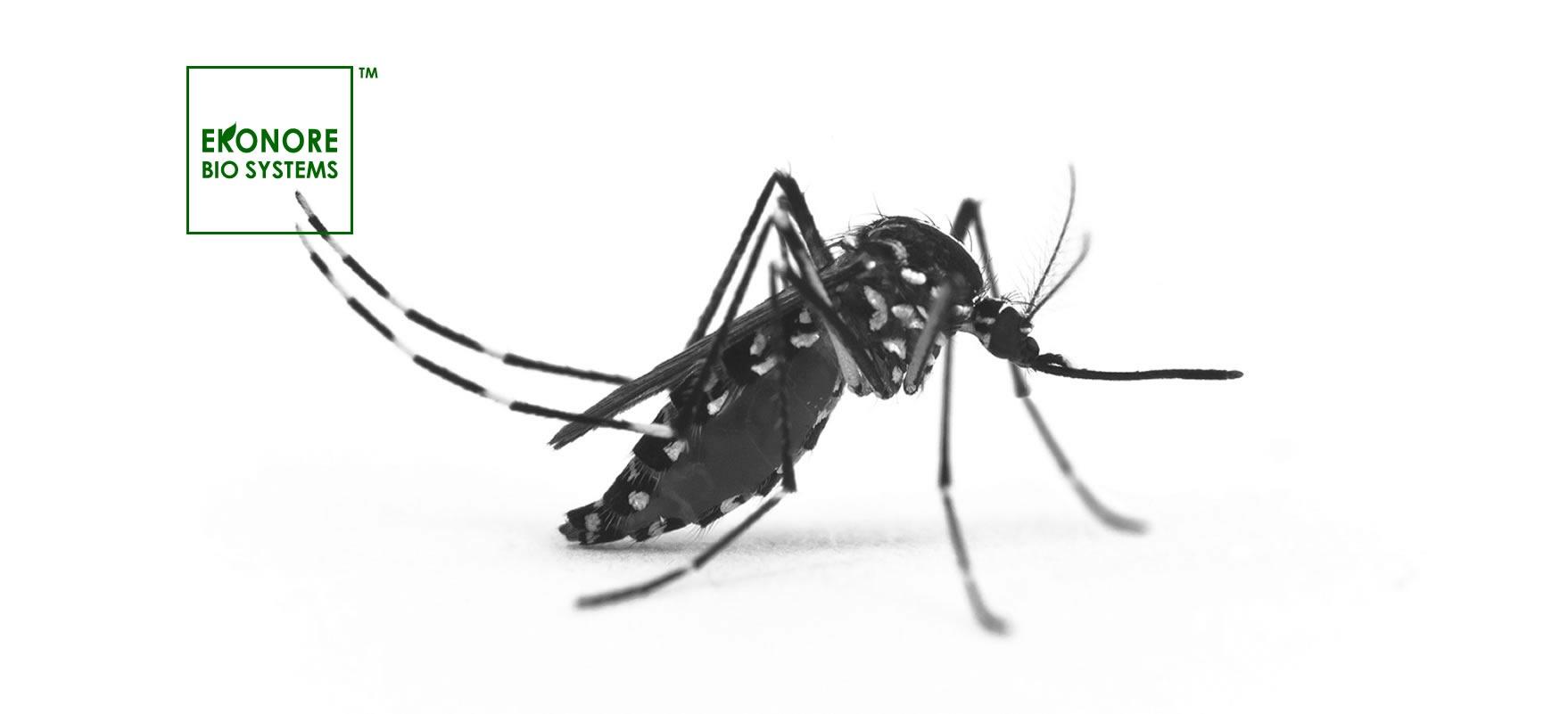 Zanzara tigre (Aedes albopictus)