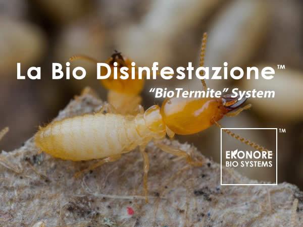 Disinfestazione termiti terreno e del legno