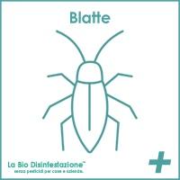 Come riconoscere i tipi e i comportamenti delle blatte