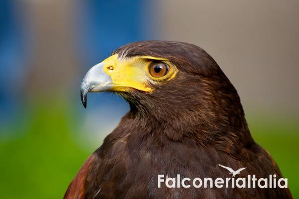 La falconeria per allontanare piccioni e volatili infestanti
