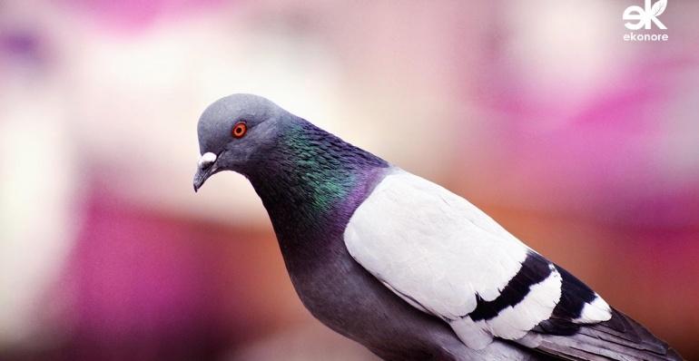 Le soluzioni bio contro piccioni e volatili infestanti