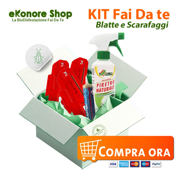 Come Eliminare le blatte definitivamente con un Kit Insetticida Fai Da Te