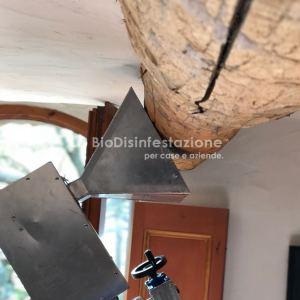 Disinfestazione Travi dal tarlo con microonde