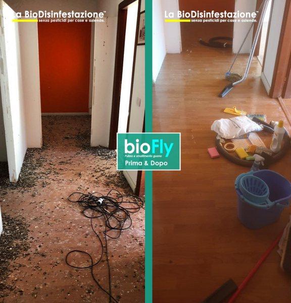 Smaltimento guano e pulizia