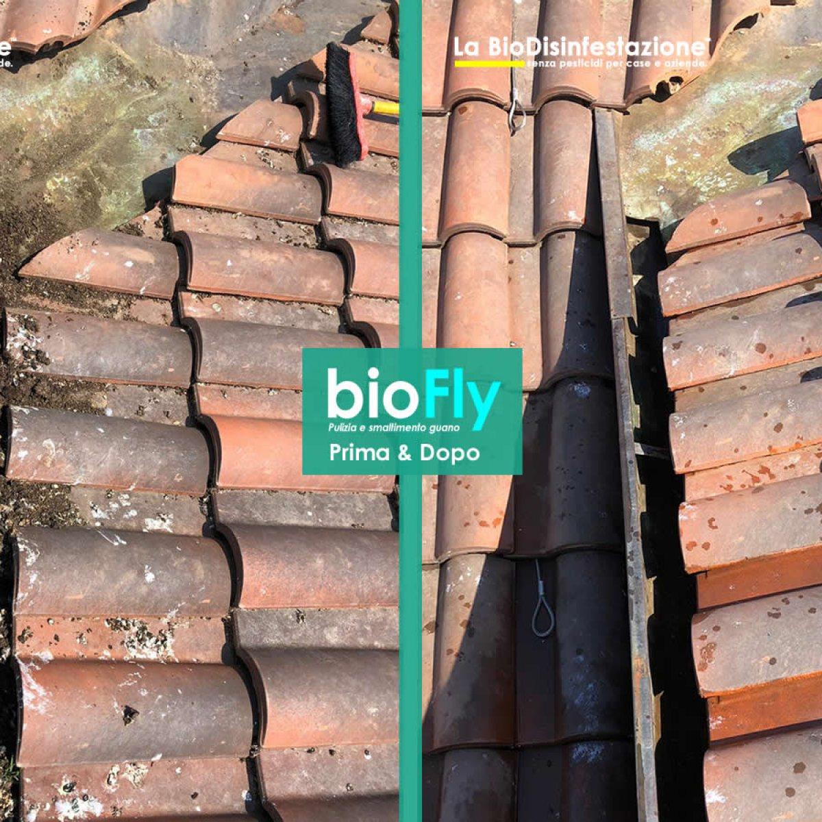 rimozione e smaltimento guano