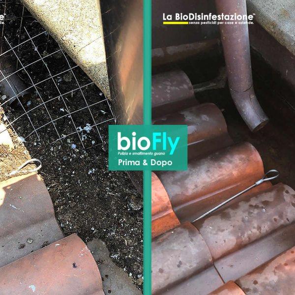 Bonifica guano e pulizia