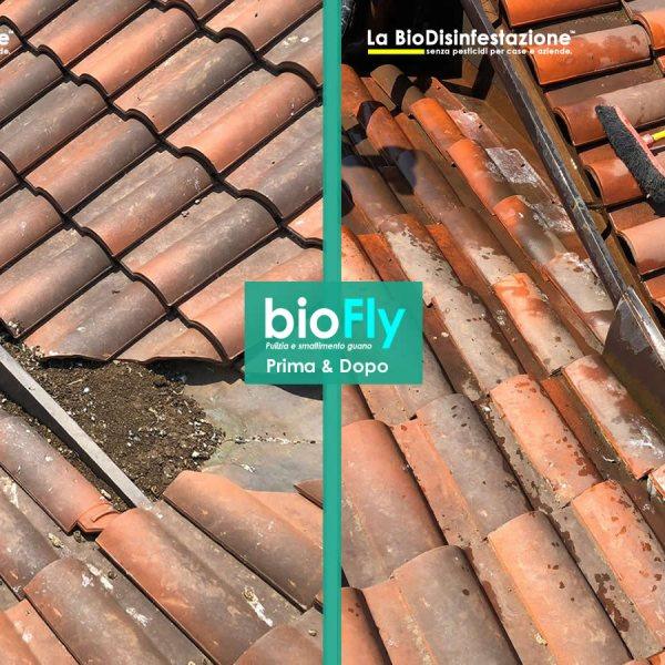 Bonifica guano e sanificazione