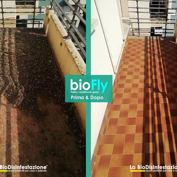 Smaltimento guano e sanificazione