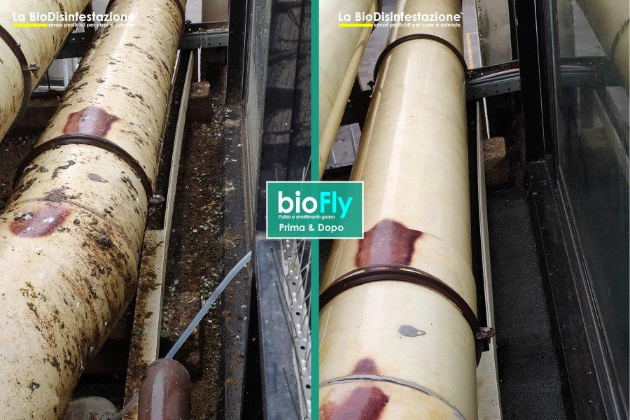 Pulizia guano escrementi uccelli piccioni