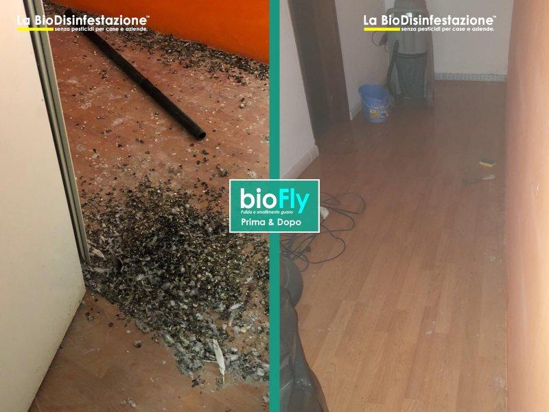 Pulizia guano e smaltimento