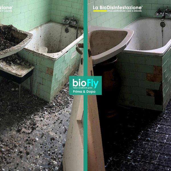 pulizia guano dei piccioni