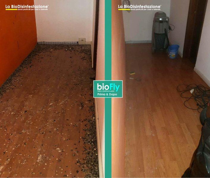 Pulizia guano e sanificazione ambienti