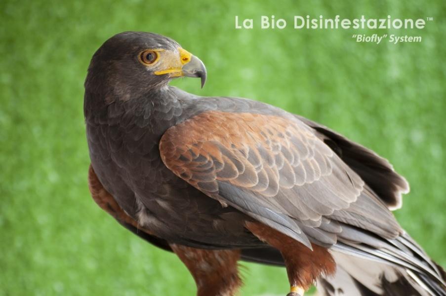 Falconeria e falchi addestrati per allontanare volatili infestanti