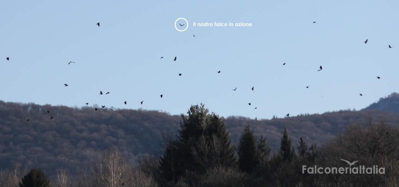 Falco in azione di allontanamento piccioni 