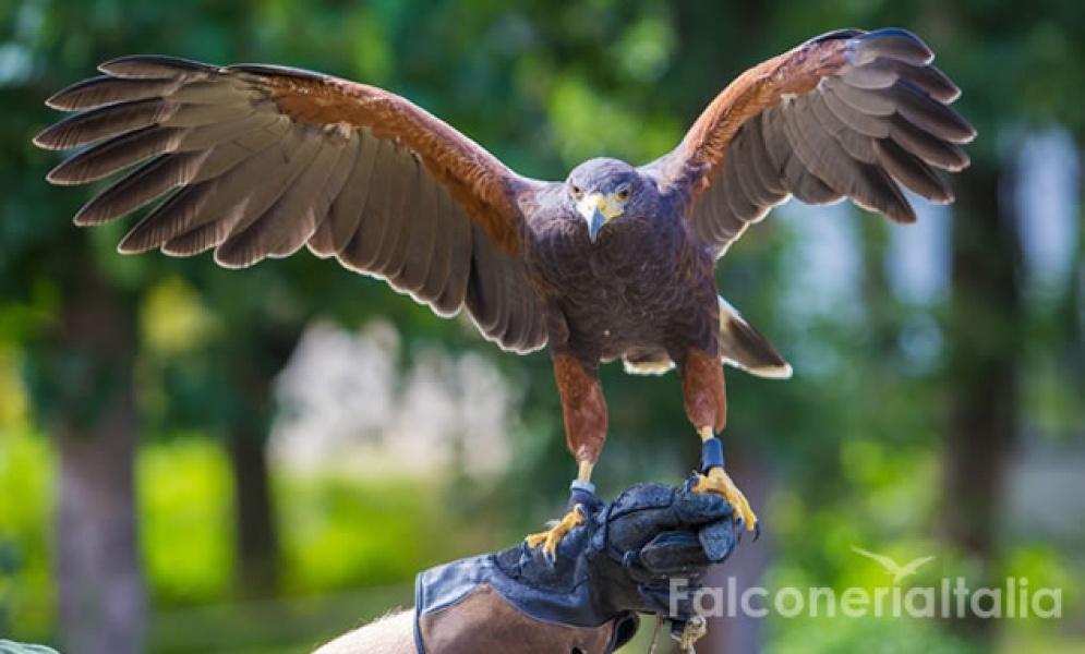 Falconeria allontanamento piccioni