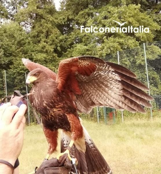 Falconeria allontanamento volatili infestanti
