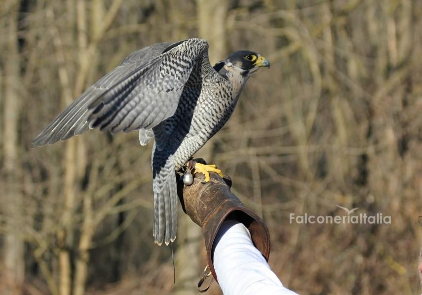 Falconiere professionista per allontanamento piccioni
