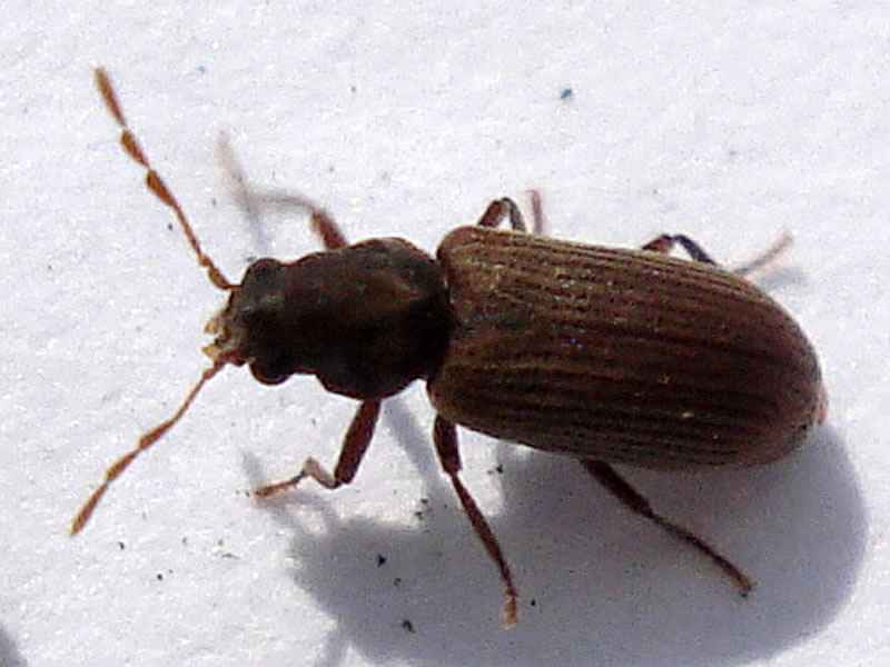 Tarlo anobio anobium pertinax