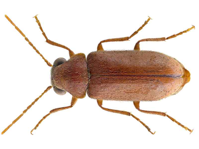 Tarlo anobio ernobius mollis