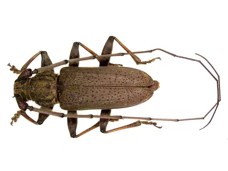 tarlo cerambicide stromatium longicorne