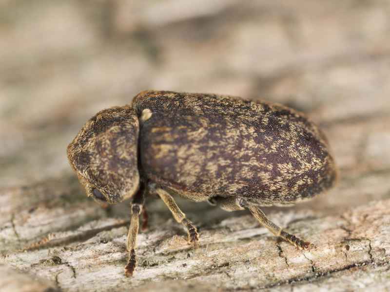 Xestobium rufovillosum tarlo orologio della morte