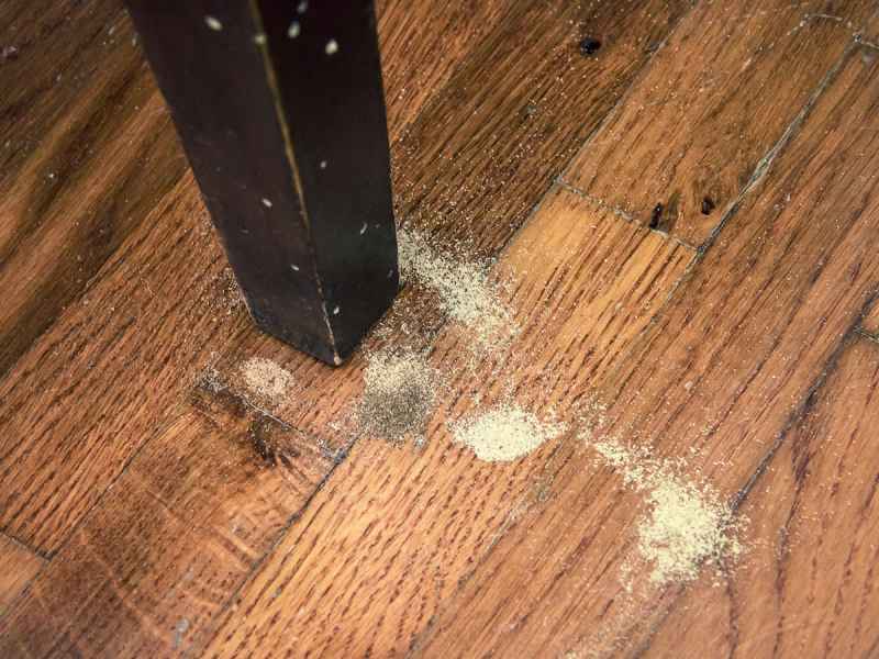 Riconoscere se ho i tarli dalla polverina di legno