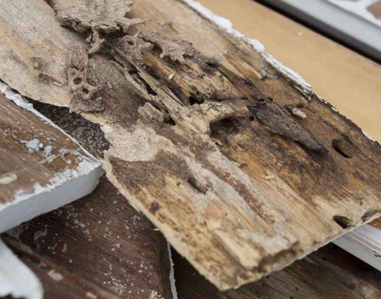 Legno svuotato segnale di infestazione termiti
