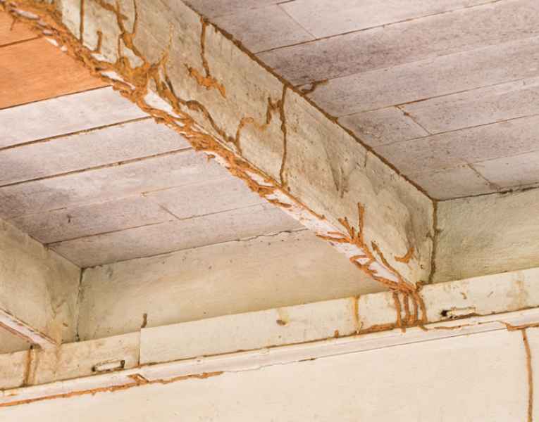 Gallerie tubolari segno distintivo delle termiti