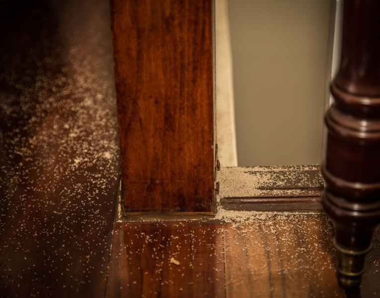 Riconoscere se ho le termiti