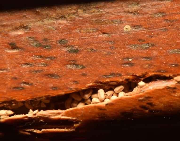 Frass segnale distintivo delle termiti nel legno