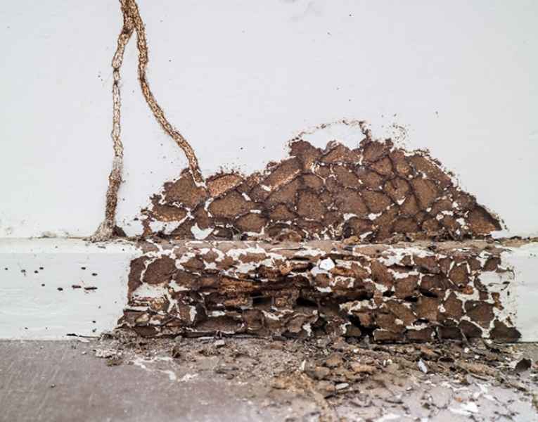 Le gallerie delle termiti nel legno