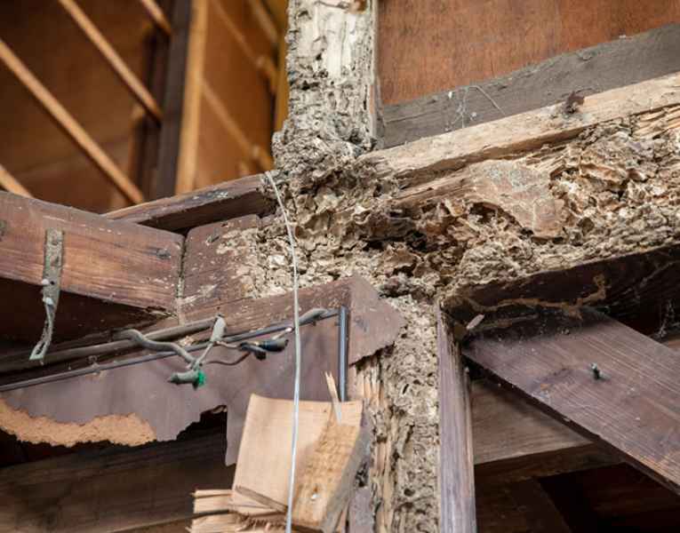 Perdita di solidità del legno segnale di termiti