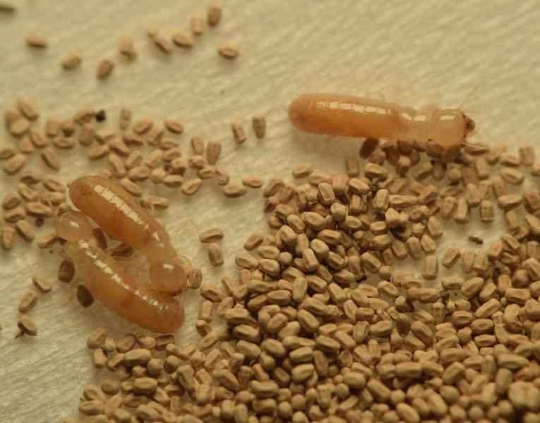 Frass escrementi termiti color legno