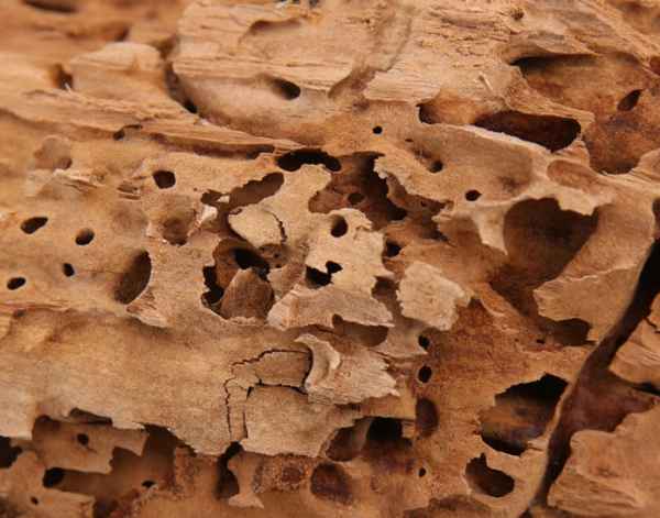 Gallerie scavate dalle formiche carpentiere