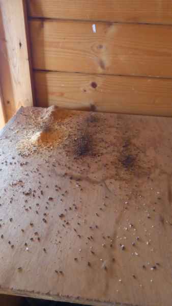 Rosume polvere legno presenza formiche carpentiere