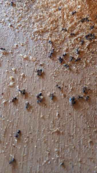 Residui presenza formiche carpentiere del legno