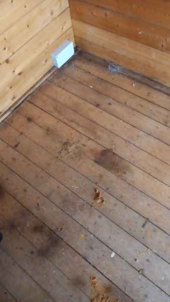 Segni rosume polvere segatura formiche carpentiere