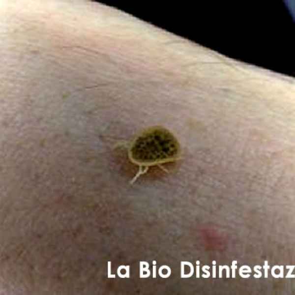 Come riconoscere la zecca del piccione