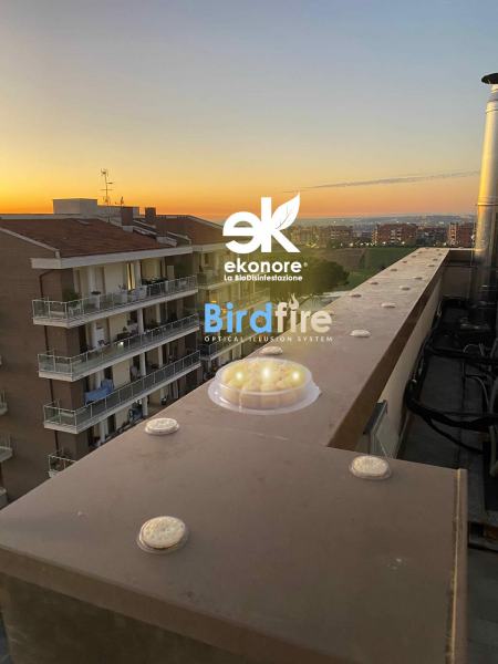 Allontanare i piccioni in modo definitivo