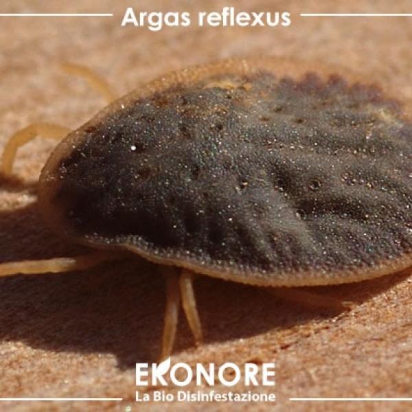 Come eliminare le zecche dei piccioni in modo naturale