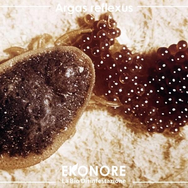 Riconoscere le uova della zecca del piccione. Riconoscere le zecche dei piccioni argas reflexus