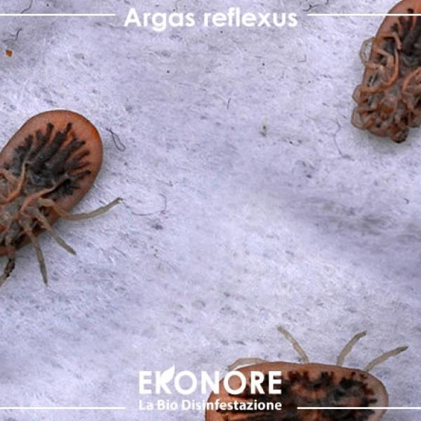 Come difendersi dalla zecca dei piccioni