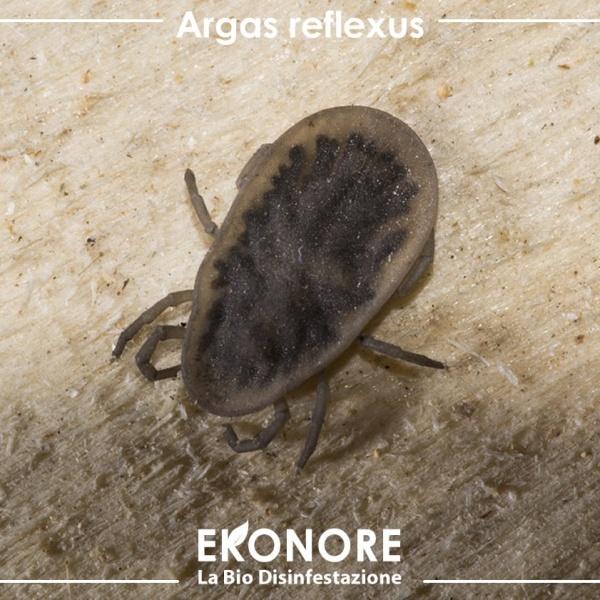 Zecche molli piccioni rimedi per eliminarle