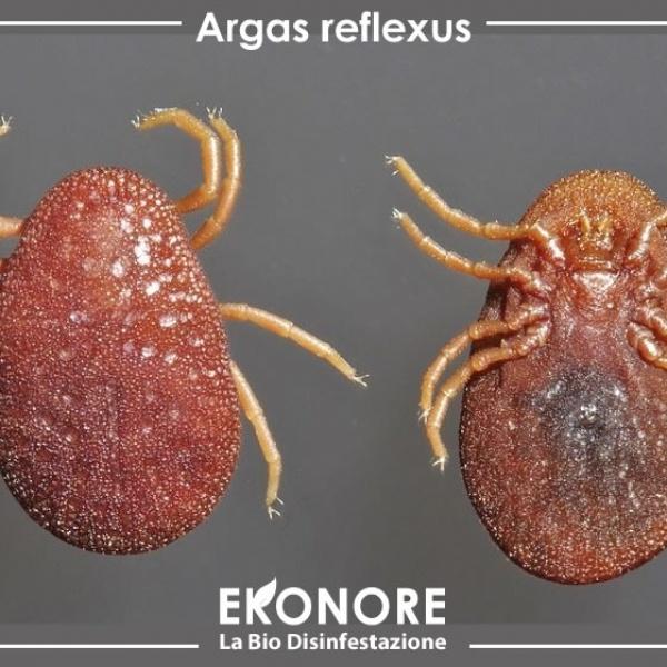 Zecche dei piccioni come eliminarle