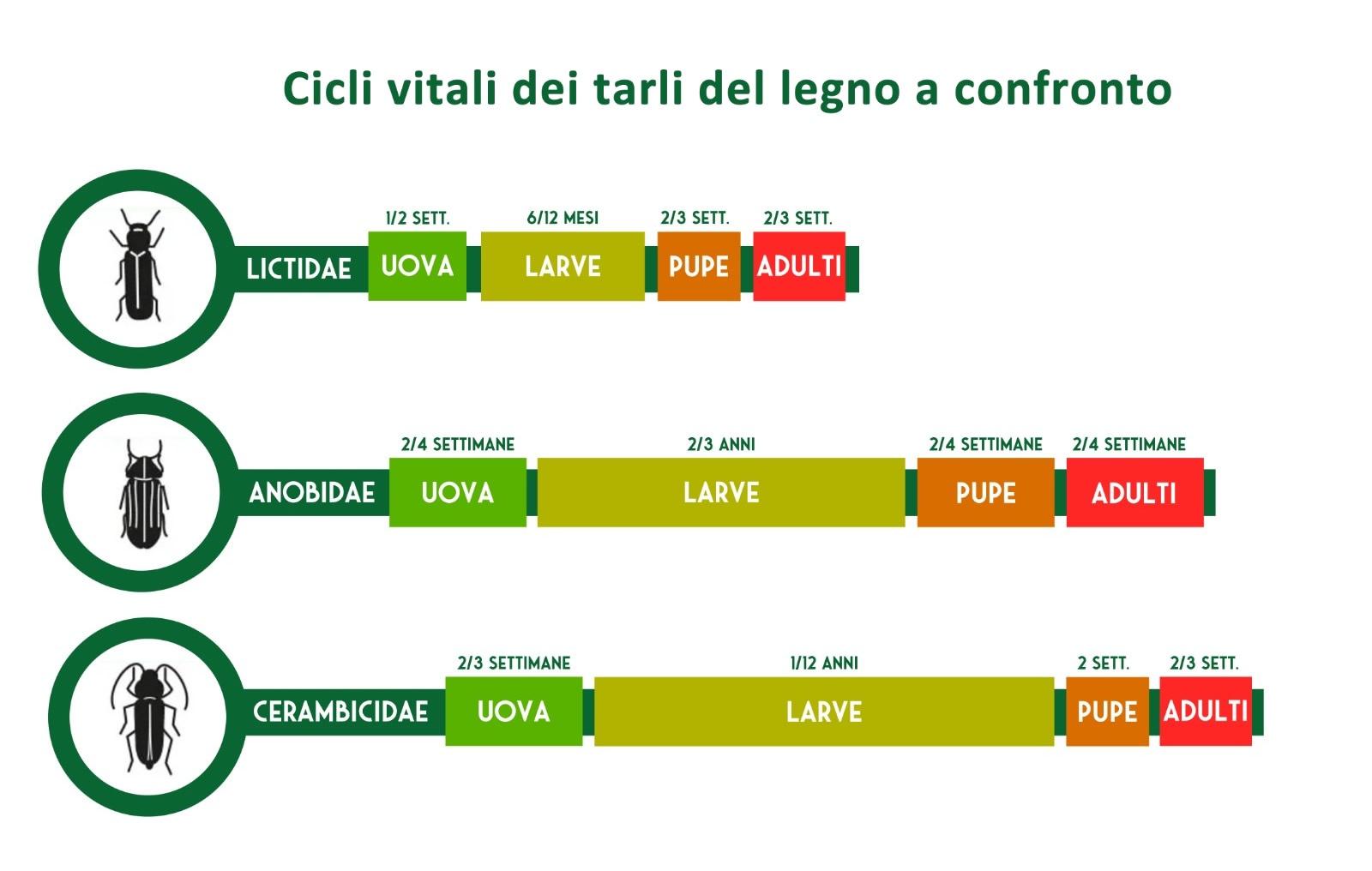 Ciclo vitale dei tarli