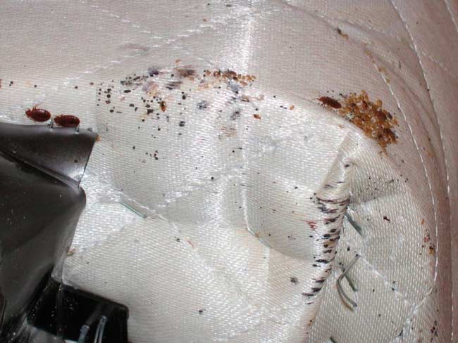 Come Si Formano Le Cimici Da Letto