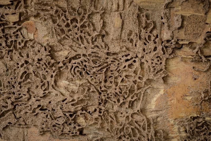 Galleria termiti nido d'ape